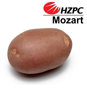 Насіннєва картопля Моцарт