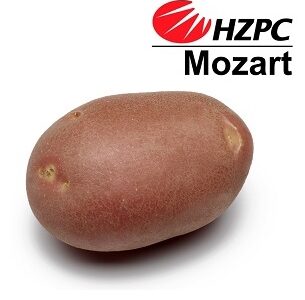 Насіннєва картопля Моцарт
