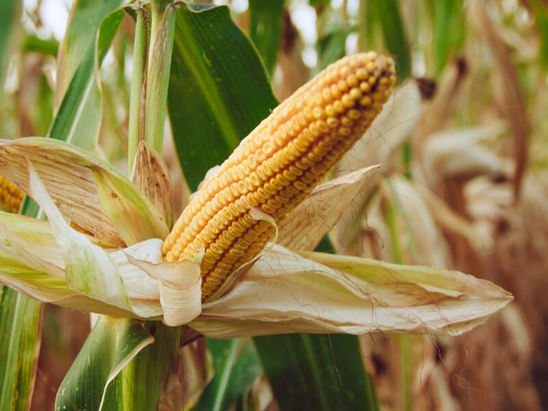 НОВИНКА !!! Семена кукурузы Тесла (ФАО 350)