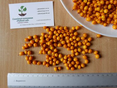 Облепиха (сентябрьская) семена (10 штук) для выращивания саженцев обліпиха насіння на саджанці