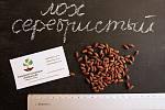 Семена дикой маслины (10 штук) лох серебристый косточка для выращивания саженцев, насіння