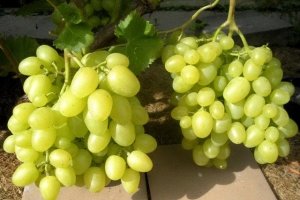 Продаем виноград столовых сортов Аркадию и Лору