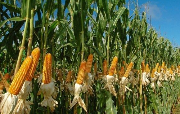 Продам насіння кукурудзи "Монблан" (гібрид)