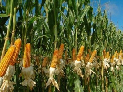 Продам насіння кукурудзи "Монблан" (гібрид)