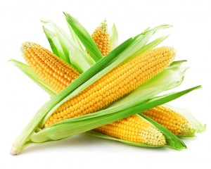 Реализуем кукурузу продовольственную и фуражную в разных объемах. Качество ГОСТ.