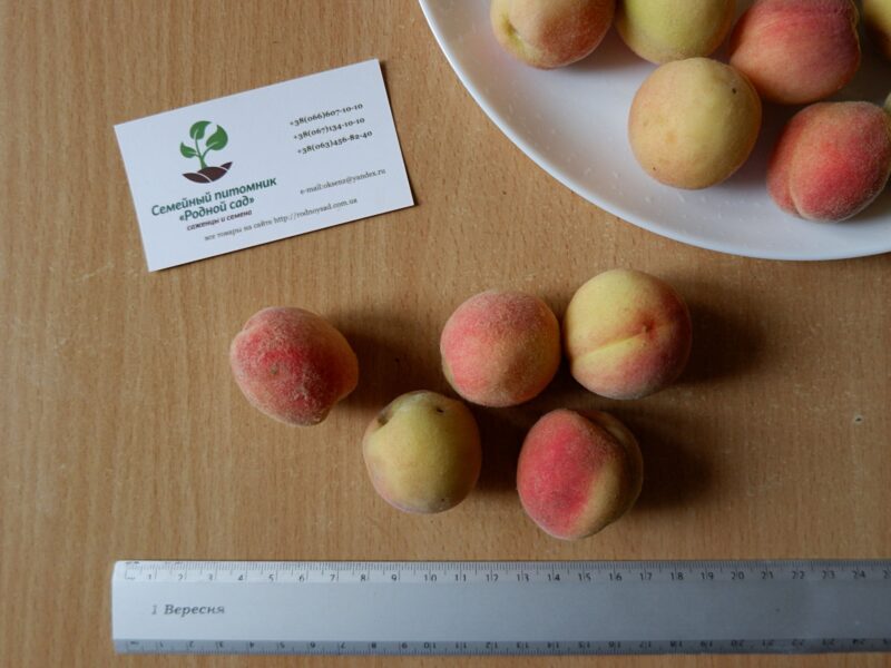Персик поздний (сентябрь) семена (10 штук) насіння, косточка, семечка для выращивания саженцев + инструкция