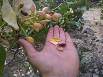 Саженцы орех Фисташка (морозостойкая) саджанці горіх фісташка