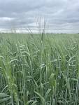 Насіння пшениці твердої ярої Династія, еліта
