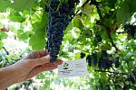 Виноград "Каберне-совиньон" саженцы технический винный сорт для производства хорошего вина (кабернэ)
