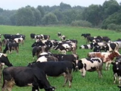 ТзОВ «В.Прометей» продає племінне м’ясне стадо великої рогатої худоби