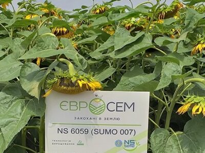 Пропонуємо купити насіння соняшника НС Сумо 007 (НС Н 6059)