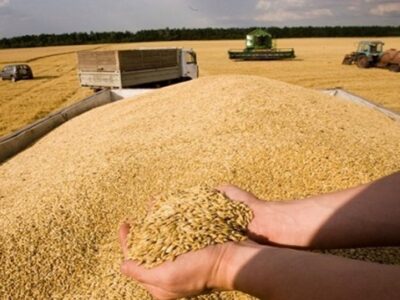 Услуги зерновозов, самосвалов. Перевозки зерна по Украине