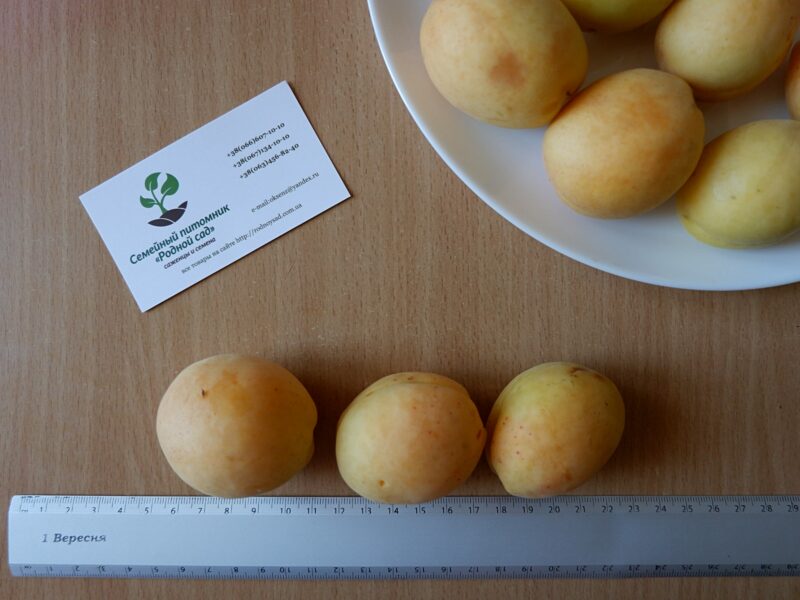Абрикос "Ананасный" семена (10 штук) насіння, косточка, семечка для выращивания саженцев + инструкция