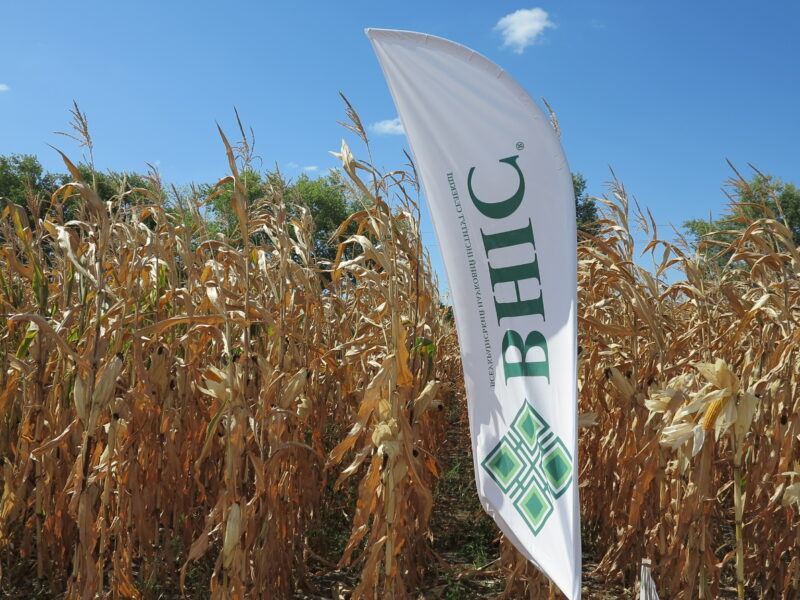 Скидка до 10% на семена кукурузы ВНИС от производителя