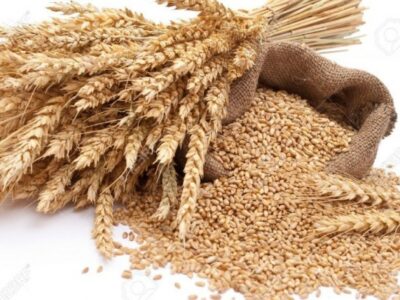 Купим пшеницу на условии СРТ
