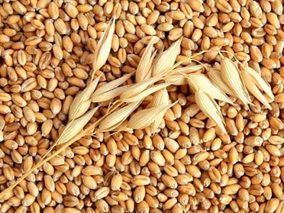 Продам пшеницю