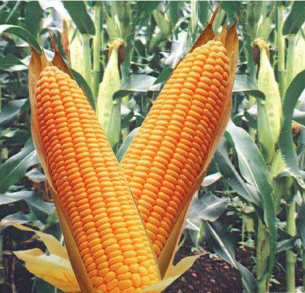 НВФ «ГРАН» пропонує насіння гібриду кукурудзи ВН 63