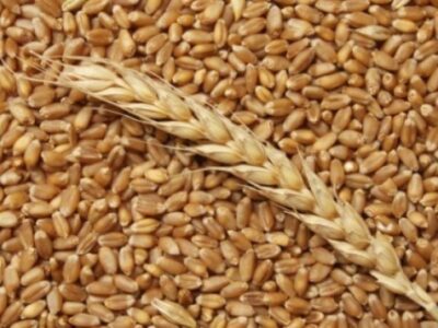 Продам ячмінь, пшеницю 10 тонн