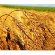 Пшеница фуражная