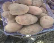 Продам продовольчу картоплю Бела Роса, Аладін, Лабела