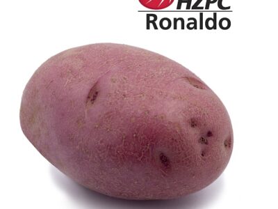 Насіннєва картопля Роналдо