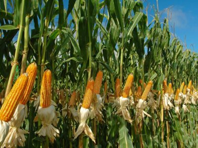 Насіння курудзи гібрид Вакула (ФАО 250) / продам семена кукурузы