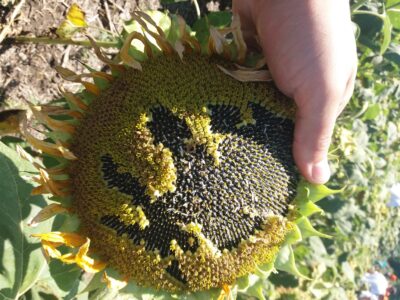 насіння соняшнику Солтан (115-120 дн)