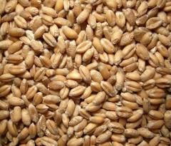 Срочно купим фуражную пшеницу