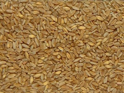 Продам тверду пшеницю 75т. (яраdurum)