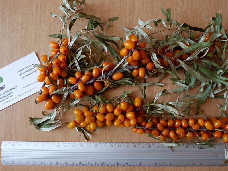 Облепиха "Чуйская" семена (10шт) (насіння для саджанців)семечка, косточка для выращивания саженцев