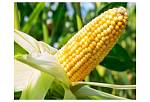 Пропонуємо по знижці якісне насіння кукурудзи: Вакула, Яніс, Онікс!