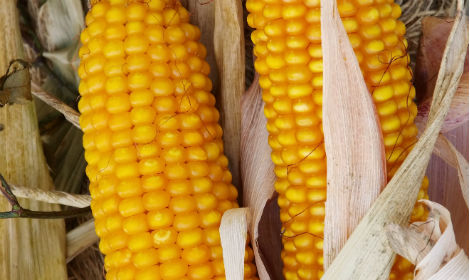 кукурудза Вакула (ФАО 250) / Високоврожайний гібрид кукурудзи