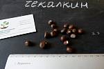 Чекалкин орех (Ксантоцерас) семена (10 штук) для выращивания саженцев (насіння на саджанці) + инструкция