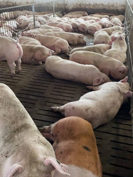 Продаж свиней живою вагою