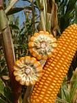 Насіння курудзи гібрид Вакула (ФАО 250) / продам семена кукурузы