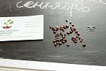 Облепиха (сентябрьская) семена (10 штук) для выращивания саженцев обліпиха насіння на саджанці