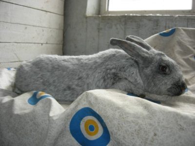 Кролики Полтавское серебро (доставка по Украине)