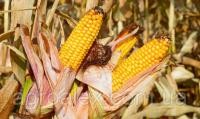 Семена кукурузы ДКС 315 Monsanto