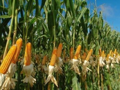 Купить посевные семена кукурузы Черкассы