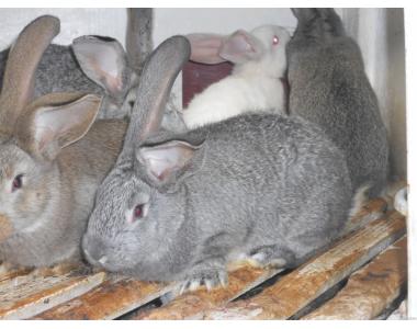 Кролики (середняки) серый великан