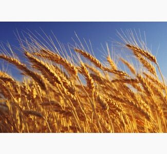 Куплю пшеницу, ячмень дорого. Урожай 2018 г
