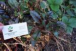 Мангольд семена 10шт (листовая свекла, римская капуста, свекольник) насіння листковий буряк