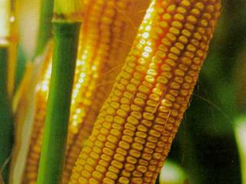 Продам насіння кукурудзи "Маніфік" (гібрид)