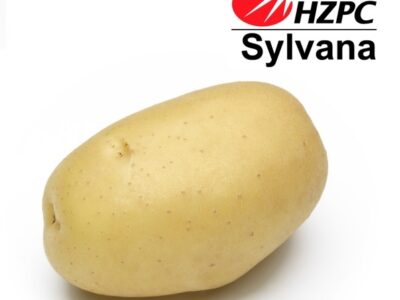 Насіннєва картопля Сільвана