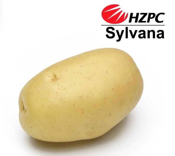 Насіннєва картопля Сільвана
