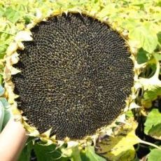 Семена подсолнечника Солтан соняшник (Гранстар)