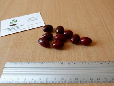 Кизил красный семена (10 штук) для выращивания саженцев(насіння на саджанці кізіл, кизіл, кізил) + инструкция