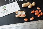 Арахис сорт "Степняк" семена (10 шт) земляной орех семена на посадку насіння арахіс земляний горіх