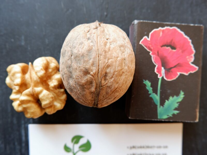 Семена грецкий орех сорт "Кочерженко"(10 штук калибр 30-40 мм) саженцы, насіння волоський горіх на саджанці