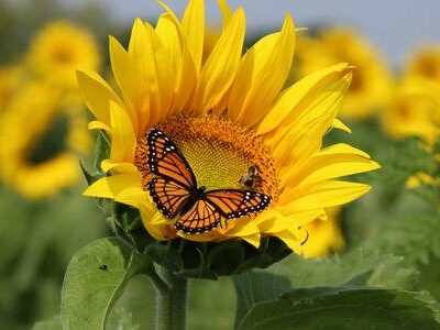 Пропонуємо купити насіння соняшнику Monarch (NS Serbia)